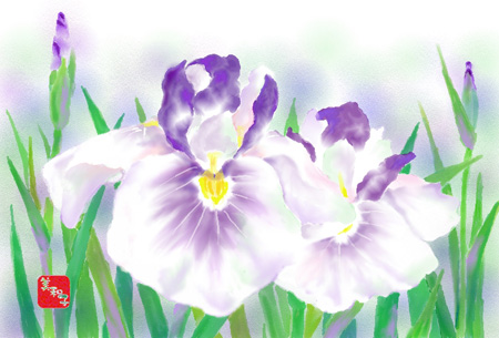 花菖蒲
