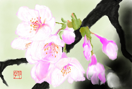 桜（Ｋ．Ｇさん）