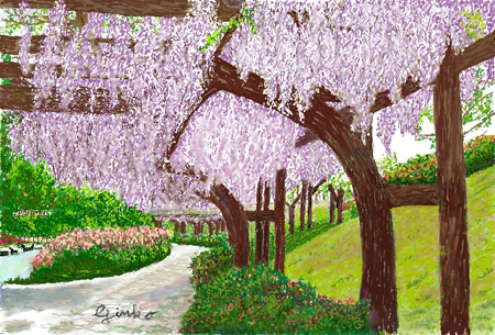 藤の花