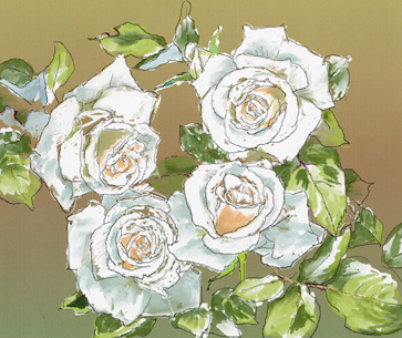 白い薔薇