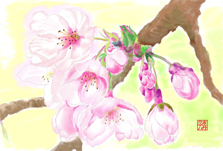 桜（Ｎ．Ｓさん）