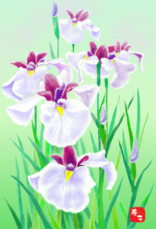 花菖蒲