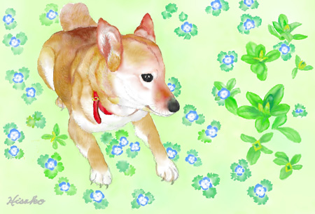 愛犬コロ