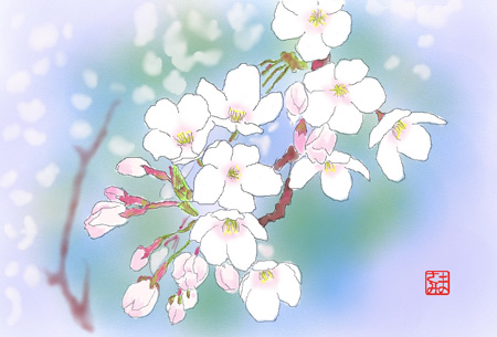 桜（Ｔ．Ｍさん）